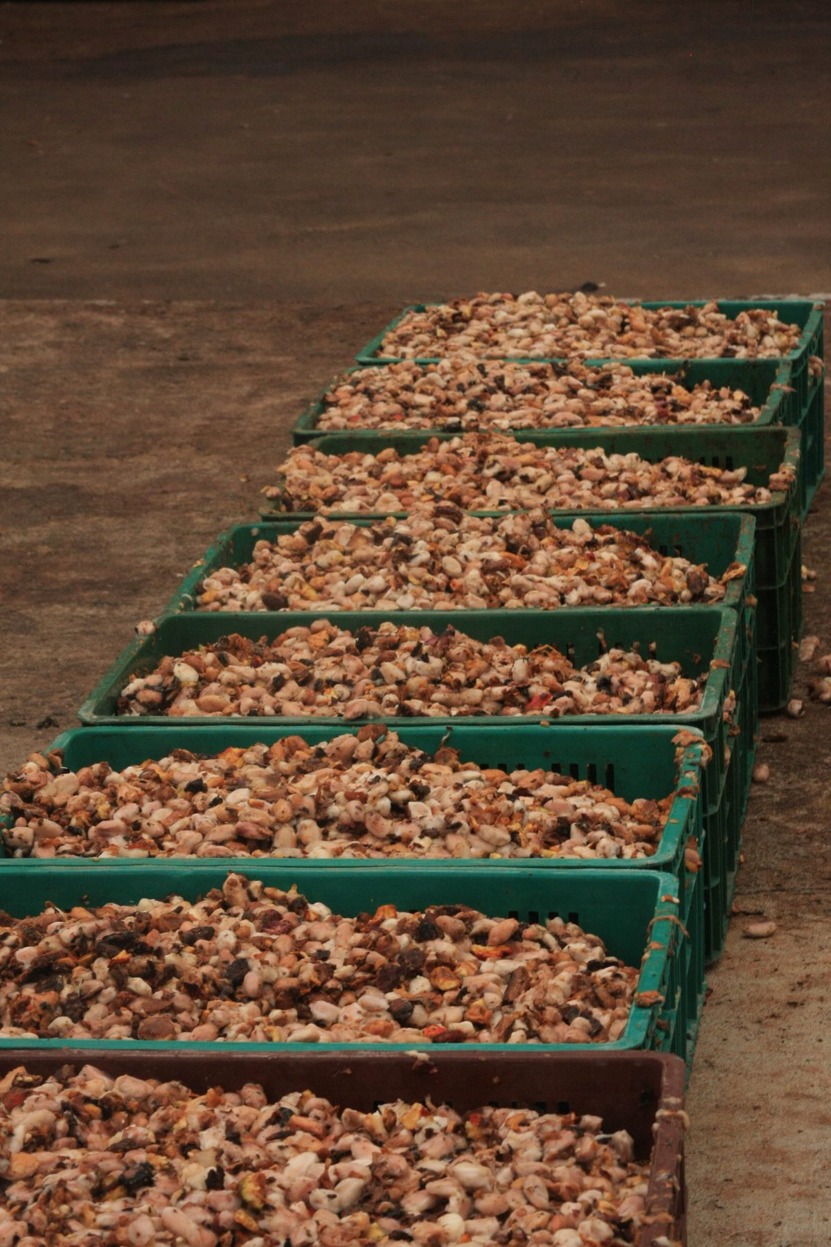 Fermentación y escurrido - Canastas