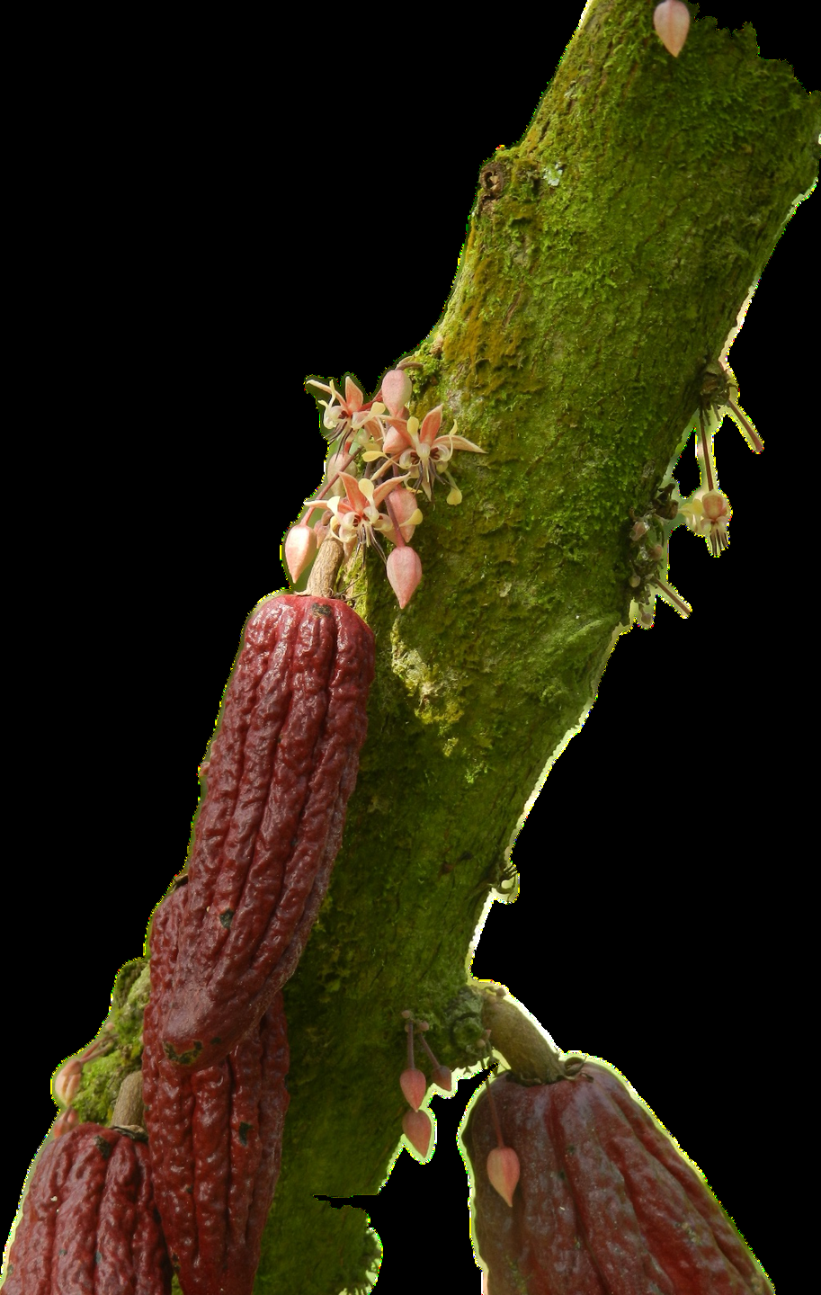 Variedad CCN-51