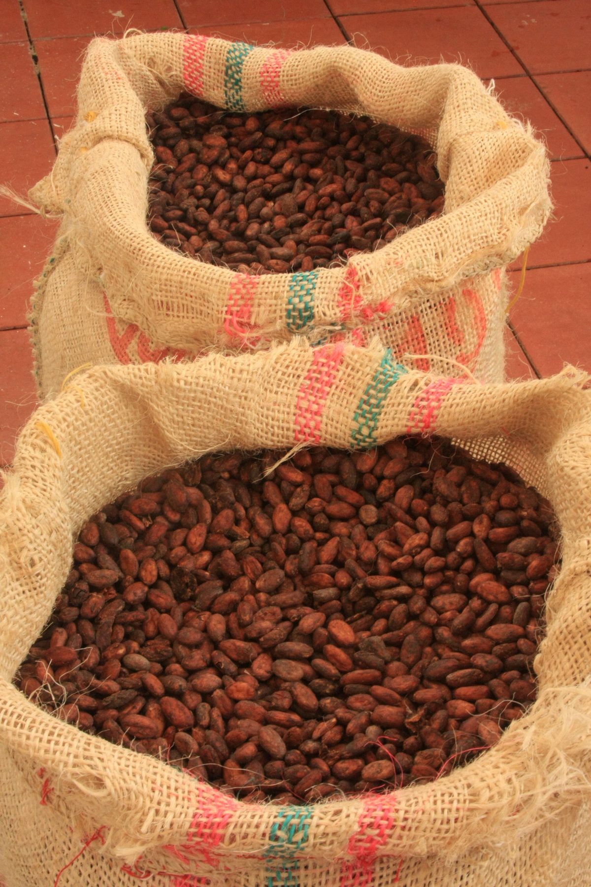 Primeras ventas de cacao en sacos